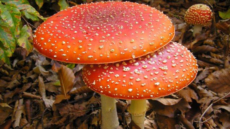 nature HD Wallpaper Desktop Background