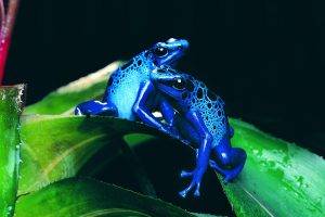 frog, Animals, Nature, Amphibian, Poison Dart Frogs