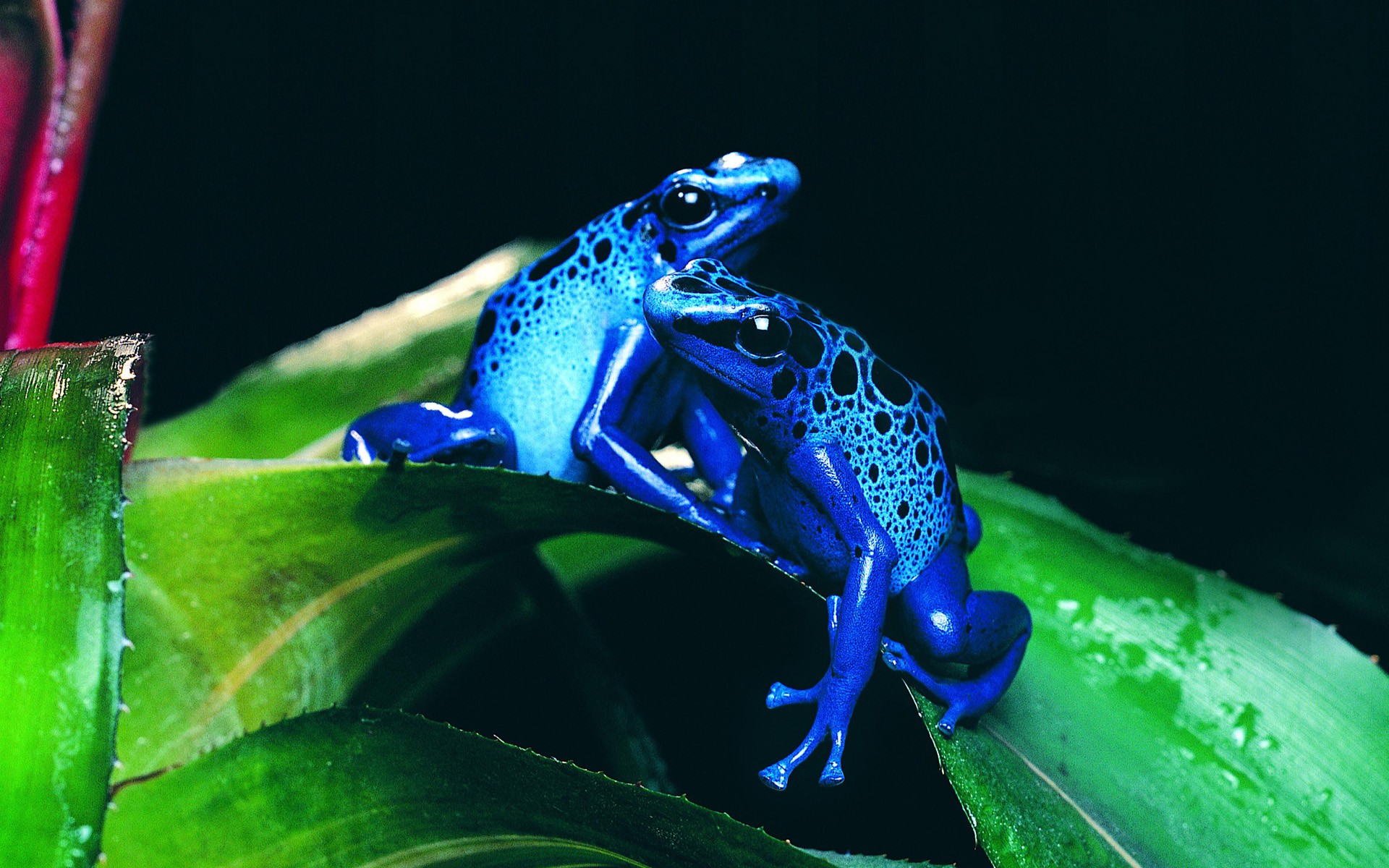 frog, Animals, Nature, Amphibian, Poison Dart Frogs Wallpapers HD