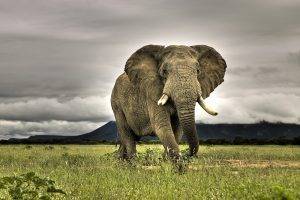 animals, Elephants, Nature