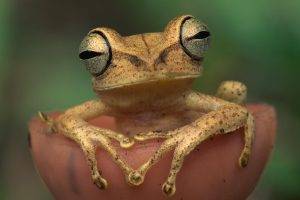 frog, Animals, Nature, Amphibian