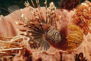 lionfish, Coral, Nature