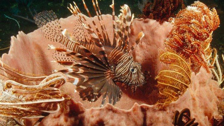 lionfish, Coral, Nature HD Wallpaper Desktop Background