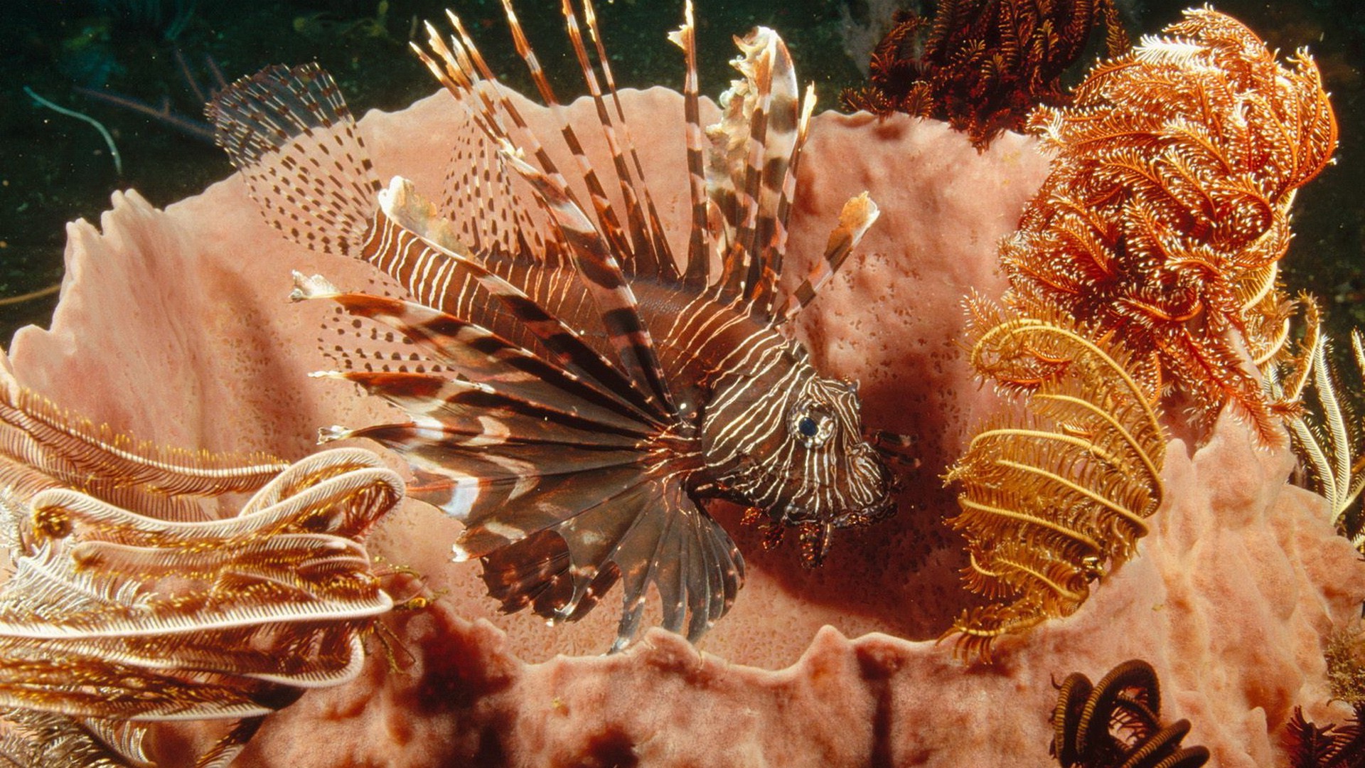 lionfish, Coral, Nature Wallpaper