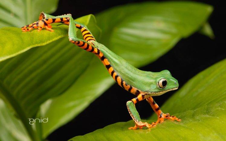 frog, Animals, Amphibian HD Wallpaper Desktop Background