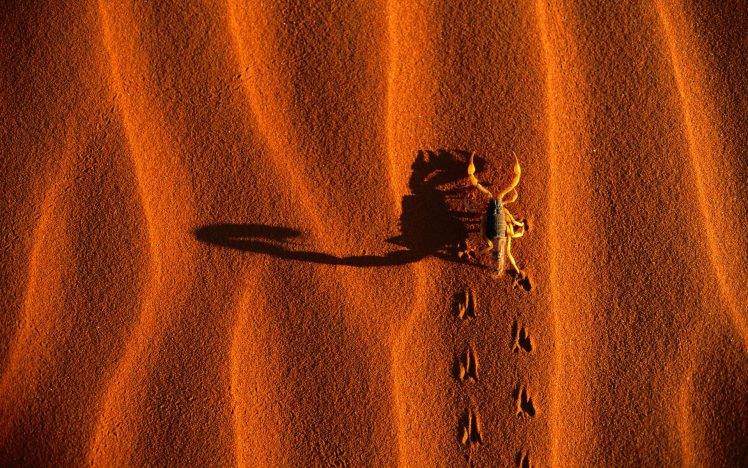 scorpions, Animals HD Wallpaper Desktop Background