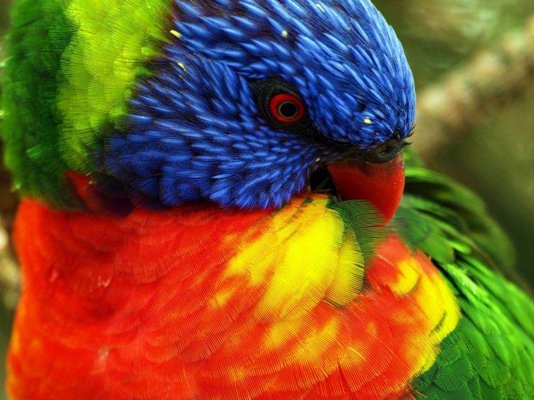birds, Animals, Nature, Parrot HD Wallpaper Desktop Background