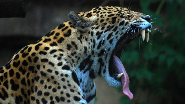 jaguars, Animals, Nature HD Wallpaper Desktop Background