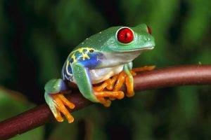 frog, Animals, Amphibian, Red Eyed Tree Frogs