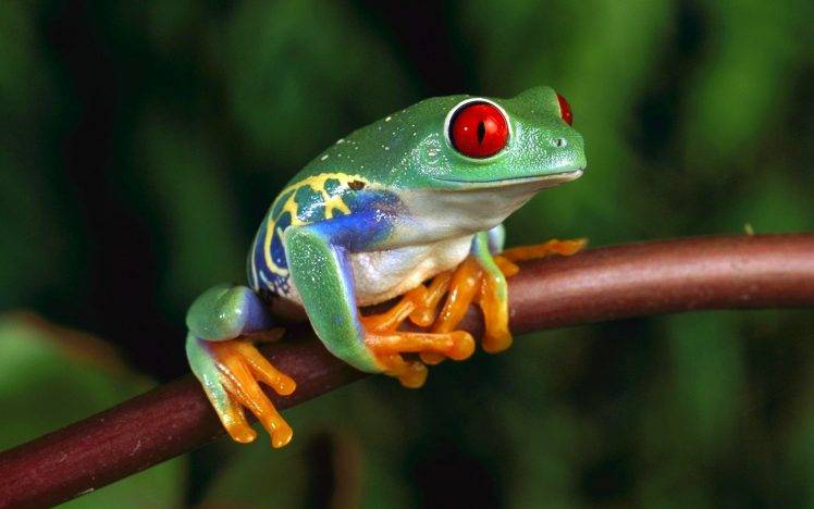 frog, Animals, Amphibian, Red Eyed Tree Frogs HD Wallpaper Desktop Background