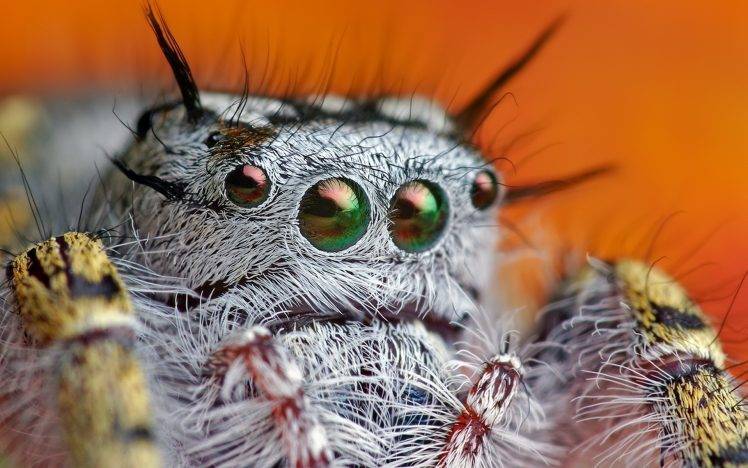 spider, Animals HD Wallpaper Desktop Background