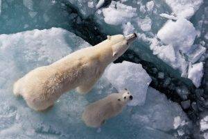animals, Bears, Ice, Polar Bears, Baby Animals