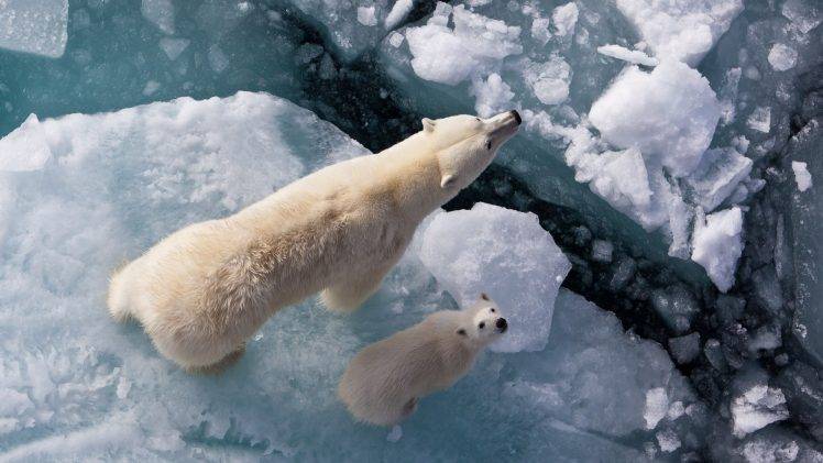 animals, Bears, Ice, Polar Bears, Baby Animals HD Wallpaper Desktop Background