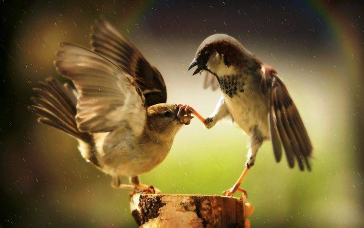 birds, Animals, Sparrows, Rainbows, Rain, Humor HD Wallpaper Desktop Background