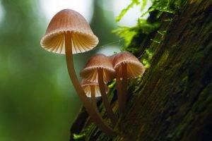 mushroom, Nature