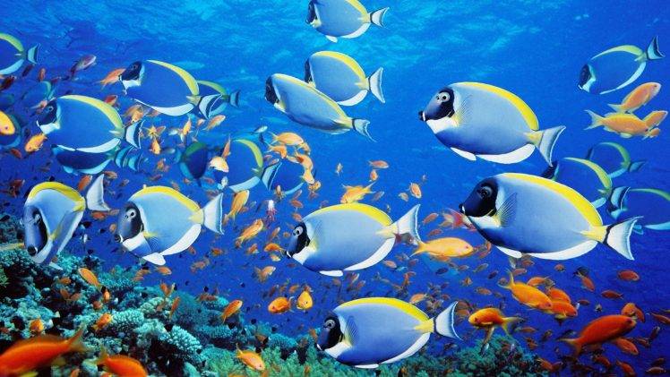 fish, Animals HD Wallpaper Desktop Background