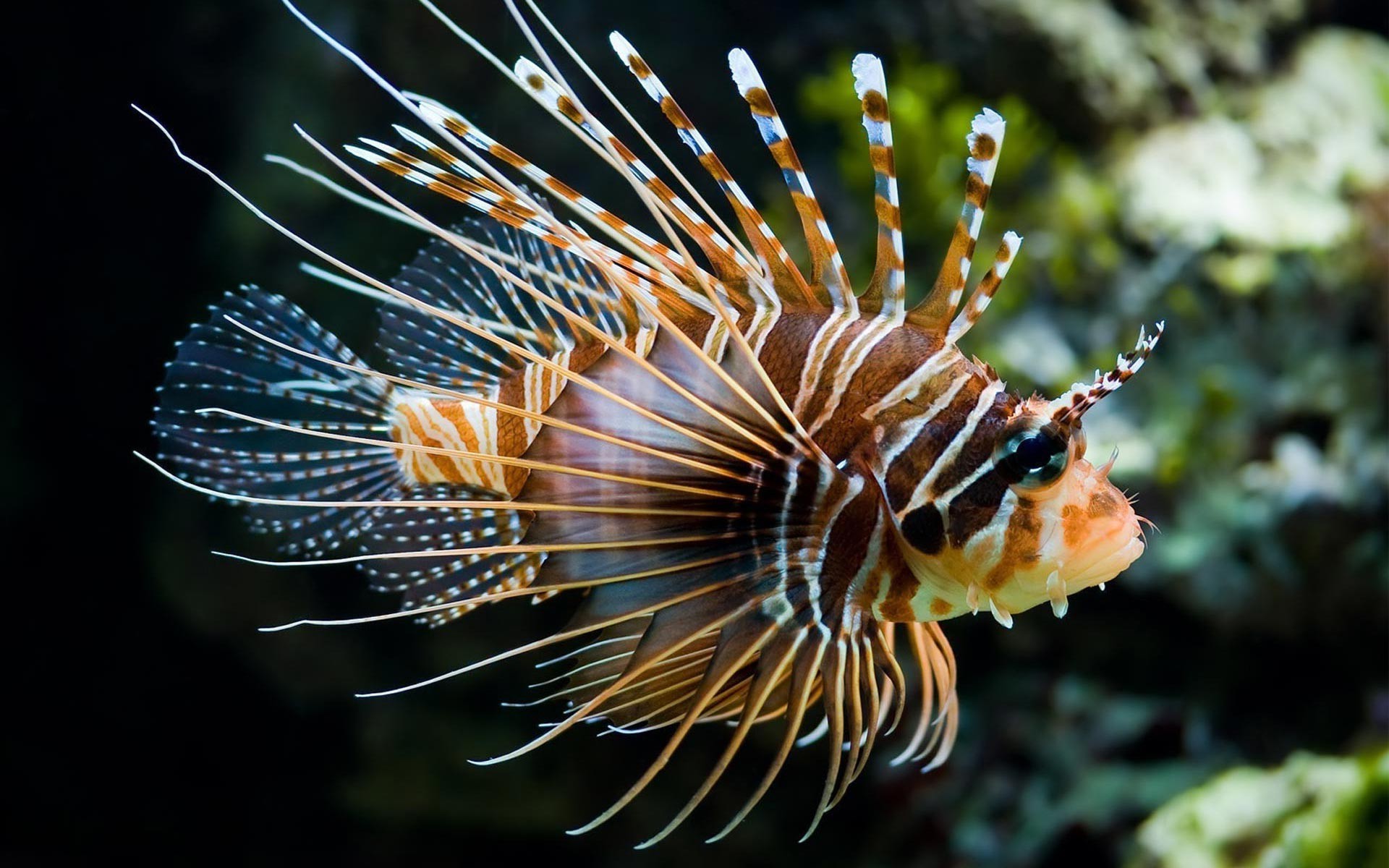 lionfish, Animals, Fish Wallpapers HD / Desktop and Mobile Backgrounds