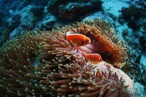 clownfish, Sea Anemones, Animals, Coral