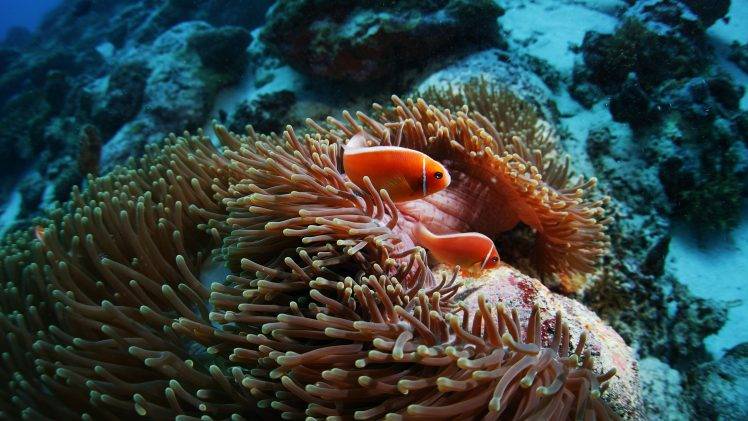 clownfish, Sea Anemones, Animals, Coral HD Wallpaper Desktop Background