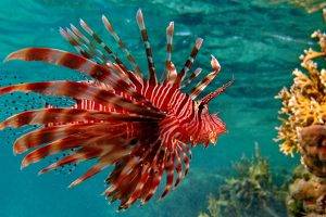lionfish, Animals, Coral, Fish