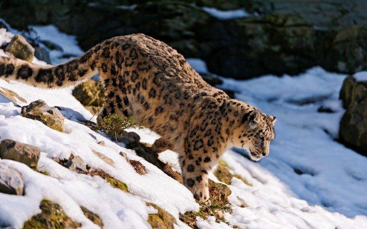 snow Leopards, Animals, Nature HD Wallpaper Desktop Background