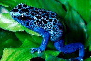 frog, Animals, Amphibian, Poison Dart Frogs