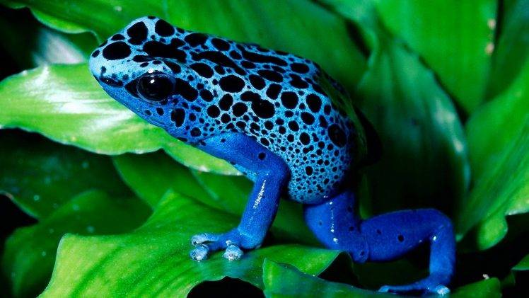 frog, Animals, Amphibian, Poison Dart Frogs HD Wallpaper Desktop Background