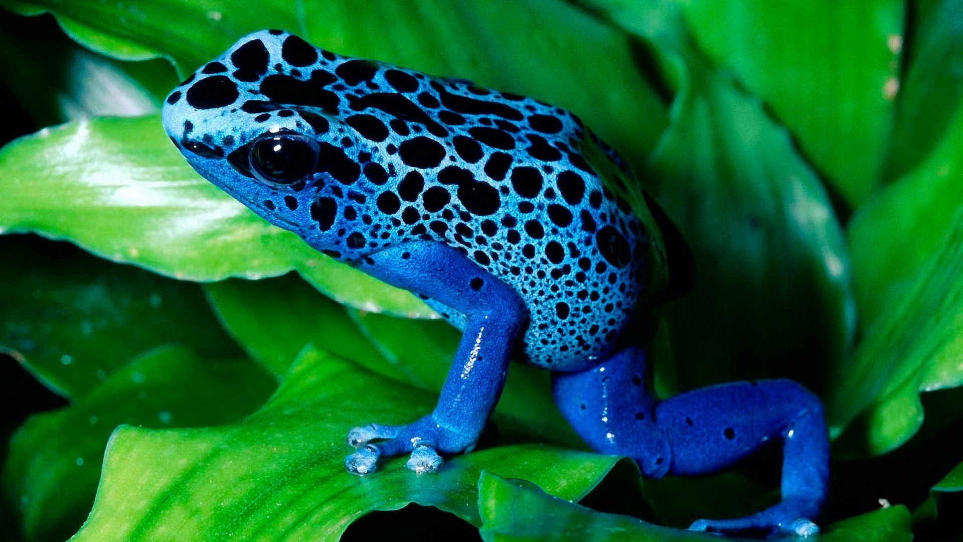 poison dart frogs