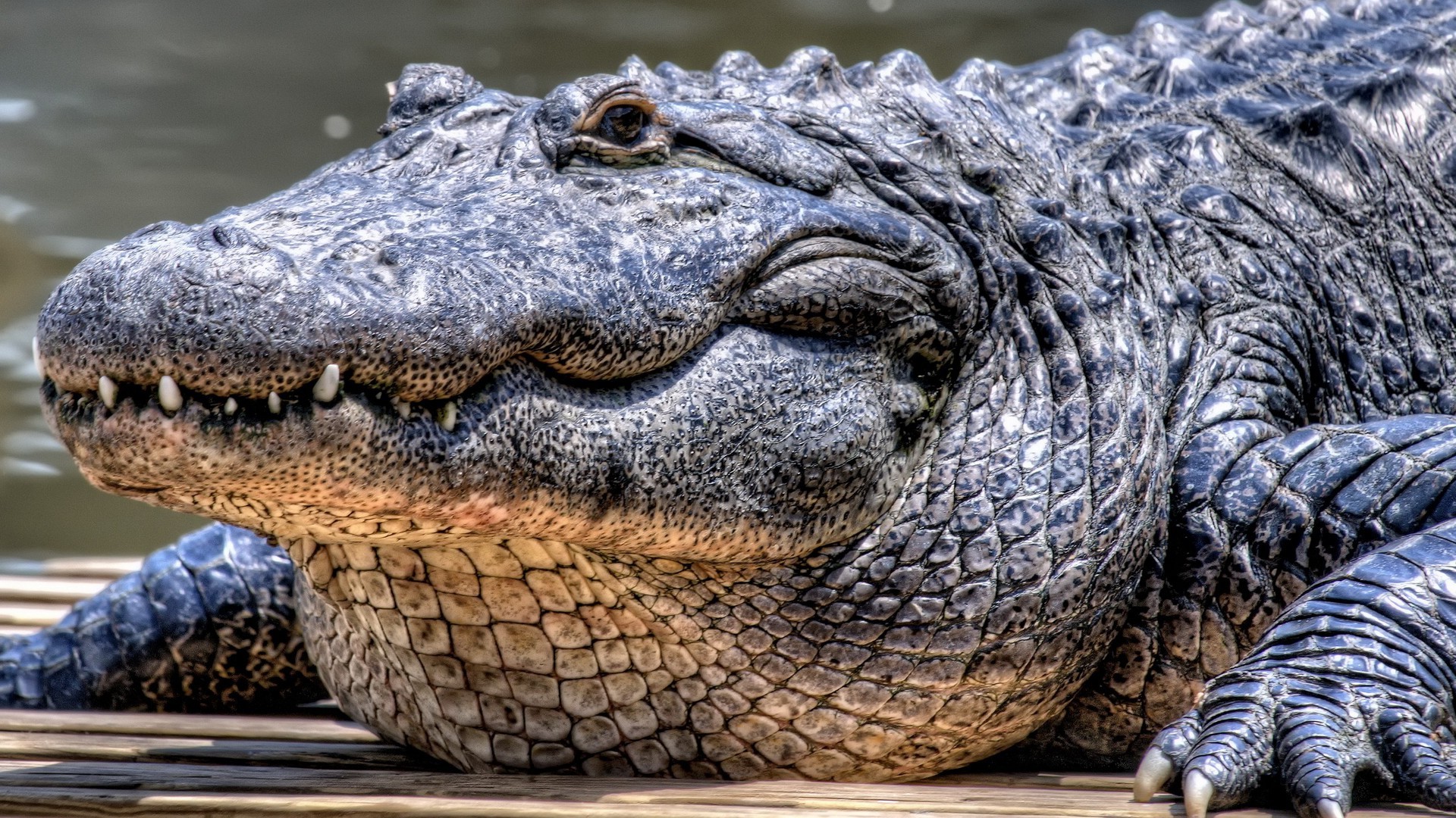 crocodiles, Animals Wallpaper