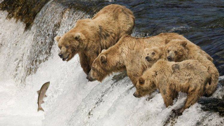 bears, Nature, Animals HD Wallpaper Desktop Background