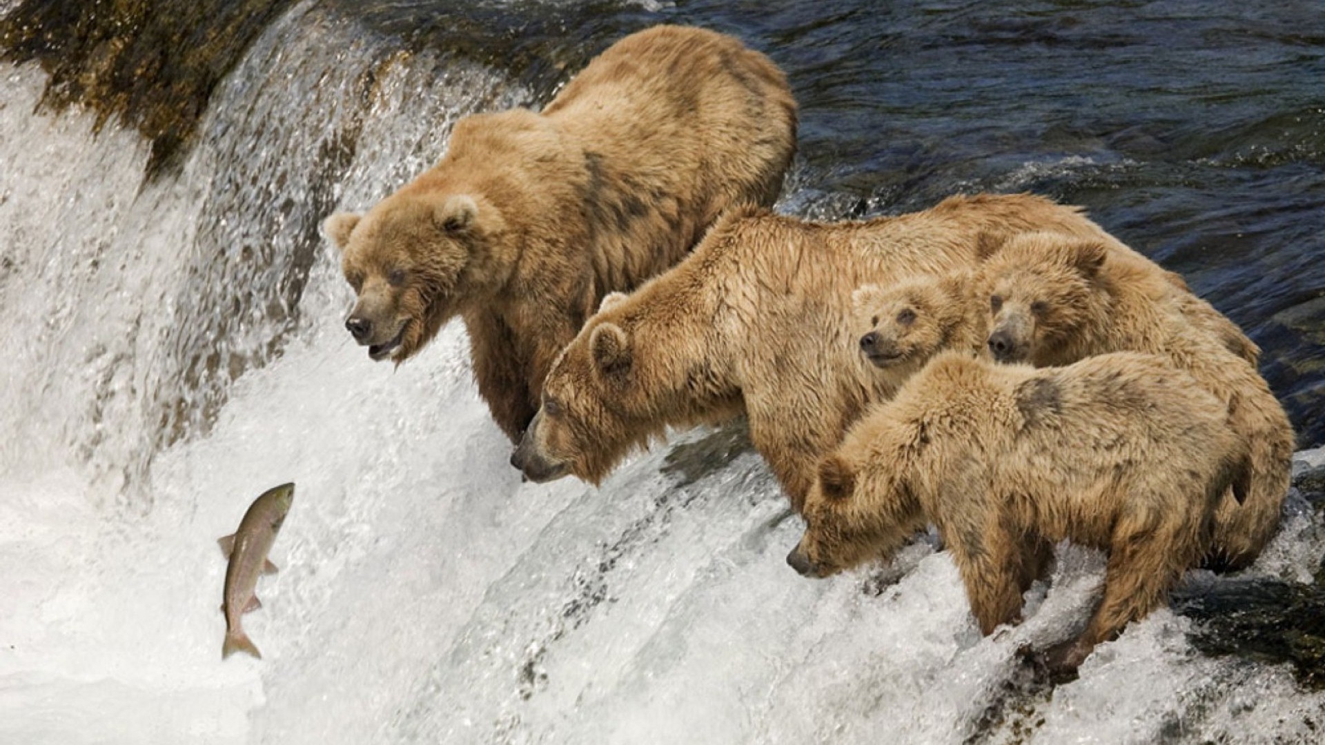 bears, Nature, Animals Wallpaper
