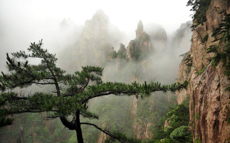 nature, Trees, Mist HD Wallpaper Desktop Background