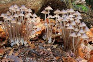 nature, Mushroom