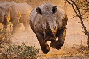 rhino, Nature, Animals