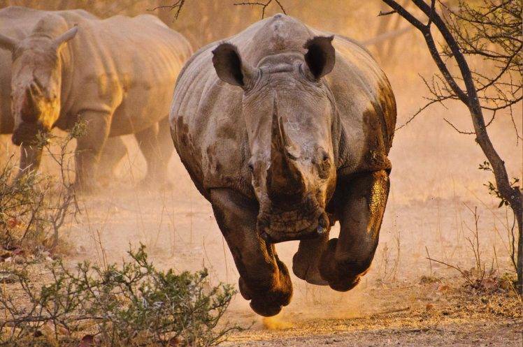 rhino, Nature, Animals HD Wallpaper Desktop Background