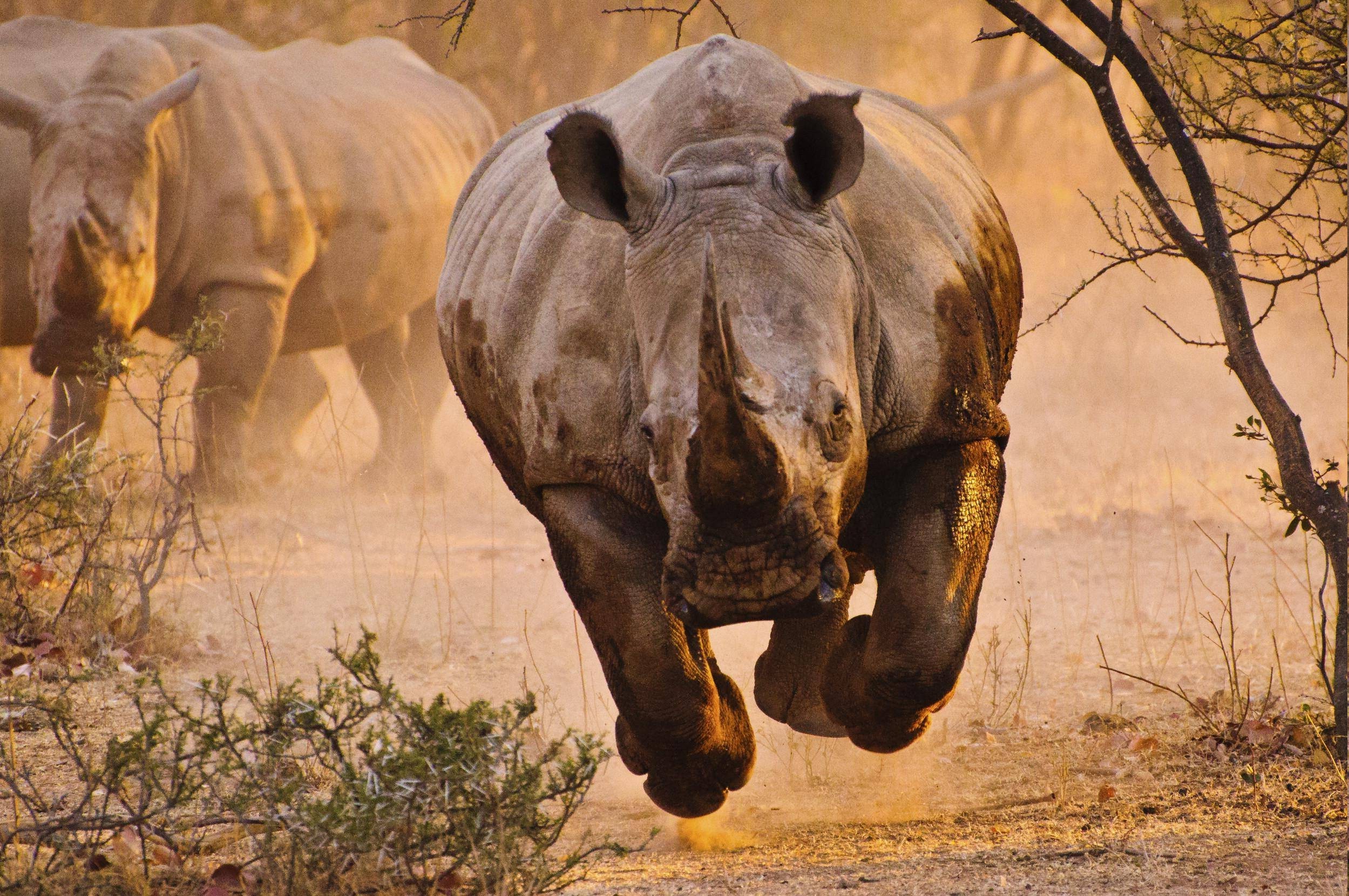 rhino, Nature, Animals Wallpapers HD / Desktop and Mobile ...