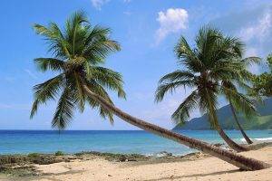 palm Trees, Beach, Nature