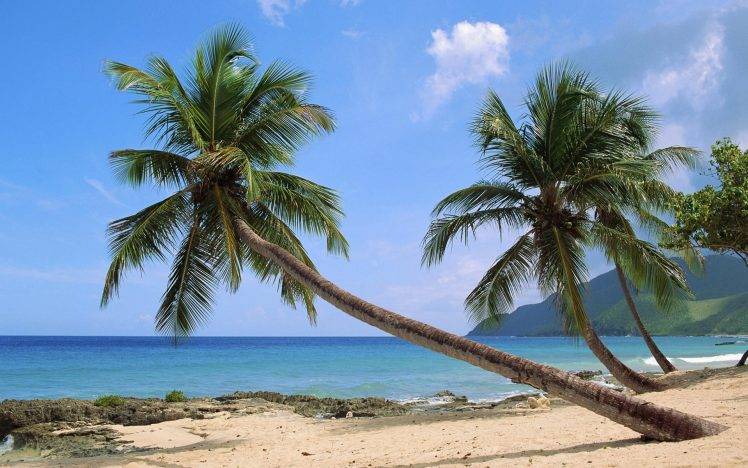 palm Trees, Beach, Nature HD Wallpaper Desktop Background