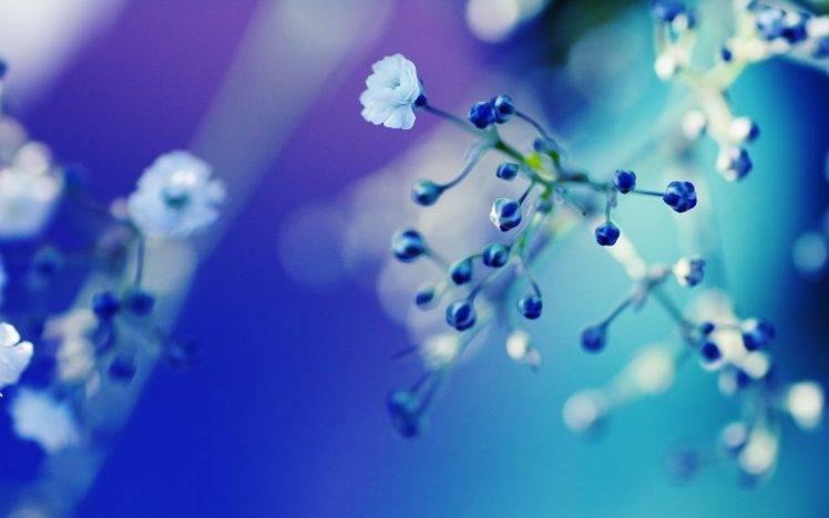 macro, Flowers, Depth Of Field, Blue Flowers HD Wallpaper Desktop Background