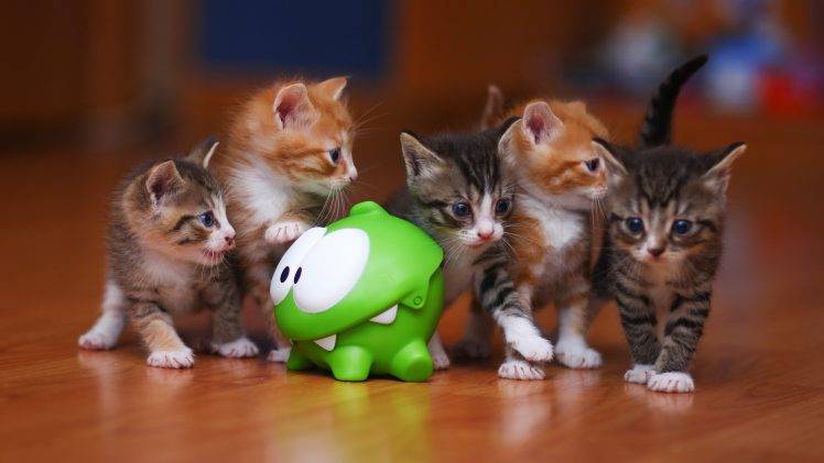animals, Cat, Kittens, Toys, Feline, Baby Animals HD Wallpaper Desktop Background