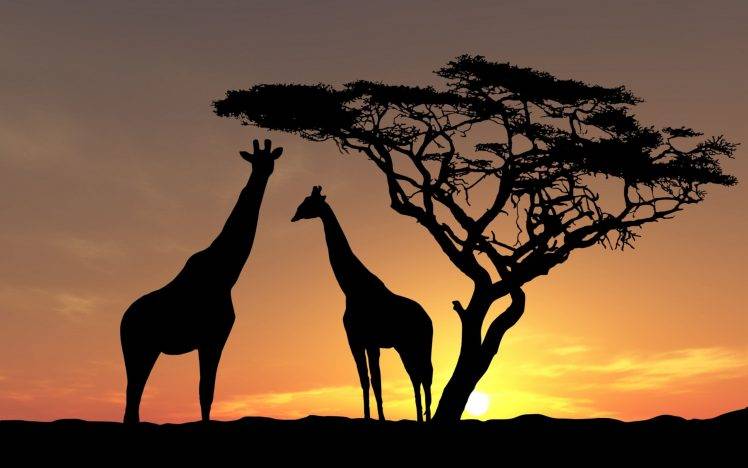 nature, Landscape, Animals, Trees, Sunset, Silhouette, Africa, Giraffes, Clouds HD Wallpaper Desktop Background