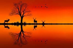 nature, Landscape, Animals, Trees, Sunset, Silhouette, Birds, Photo Manipulation, Deer, Horizon, Reflection, Orange