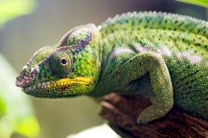 nature, Animals, Skin, Macro, Depth Of Field, Chameleons, Eyes, Green, Branch, Legs