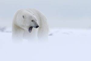 animals, Mist, Polar Bears