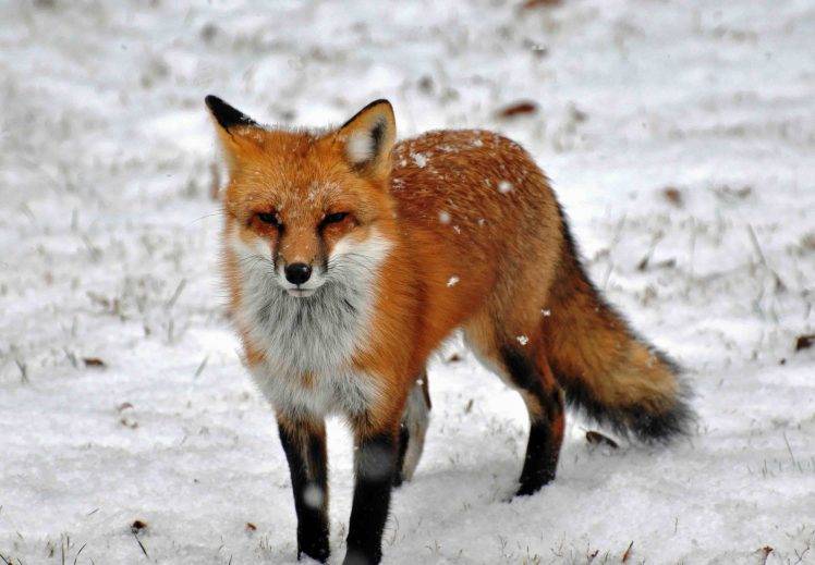 animals, Fox, Snow HD Wallpaper Desktop Background