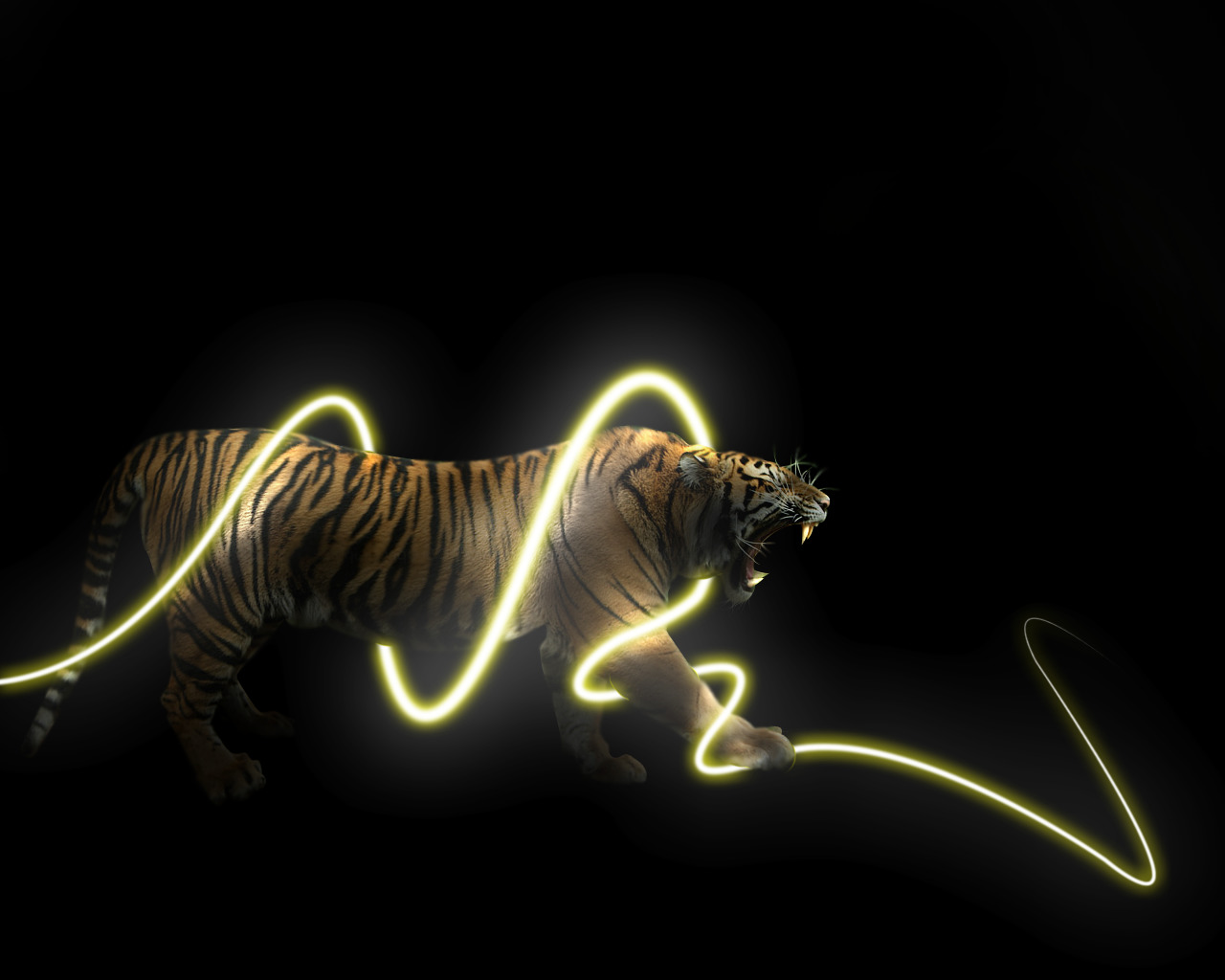 animals, Tiger, Light Trails, Black Background Wallpaper