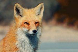 animals, Fox
