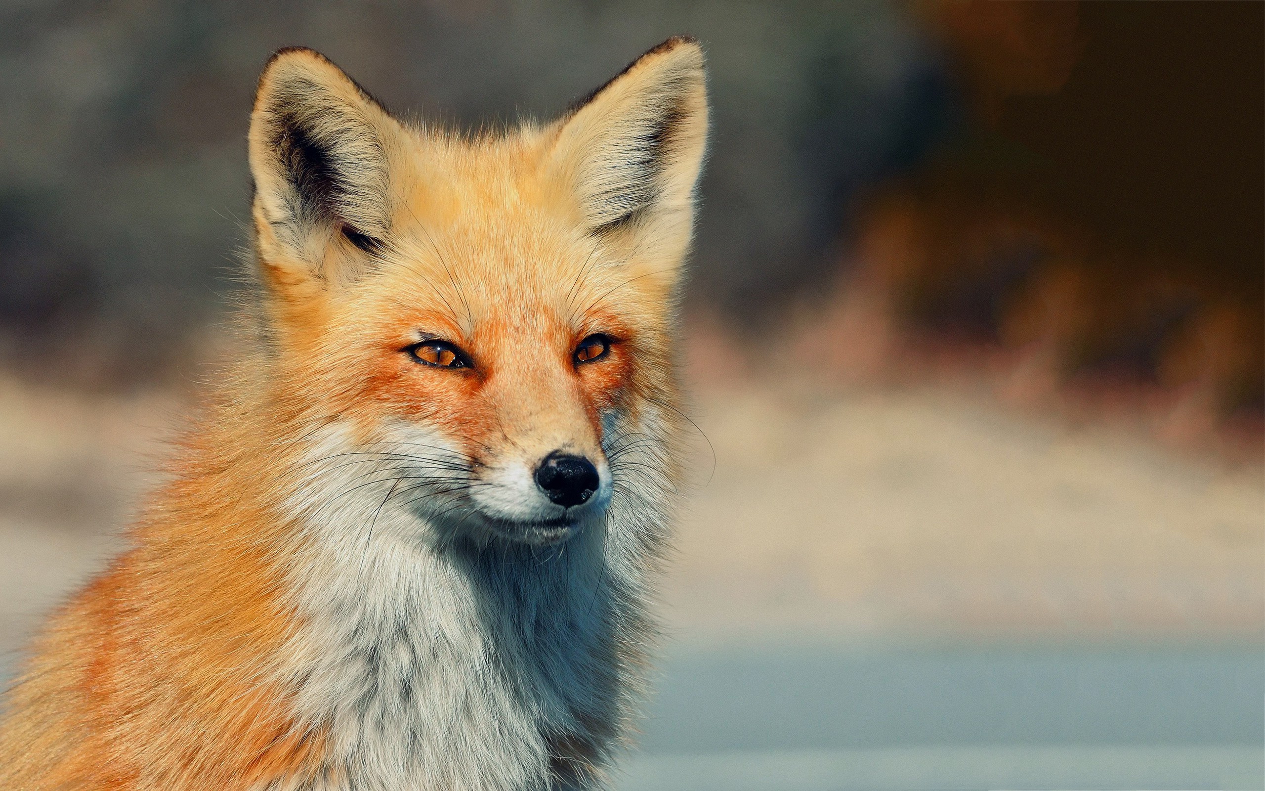 cool fox animal wallpaper
