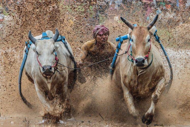 animals, Mud, Running, Bulls, Indonesia HD Wallpaper Desktop Background