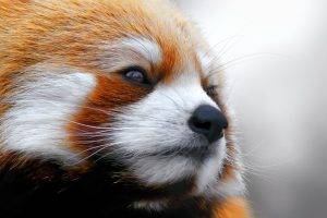 animals, Red Panda, Closeup, Face